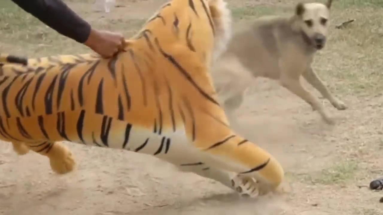 Fake Lion and Tiger Prank to Dogs 2