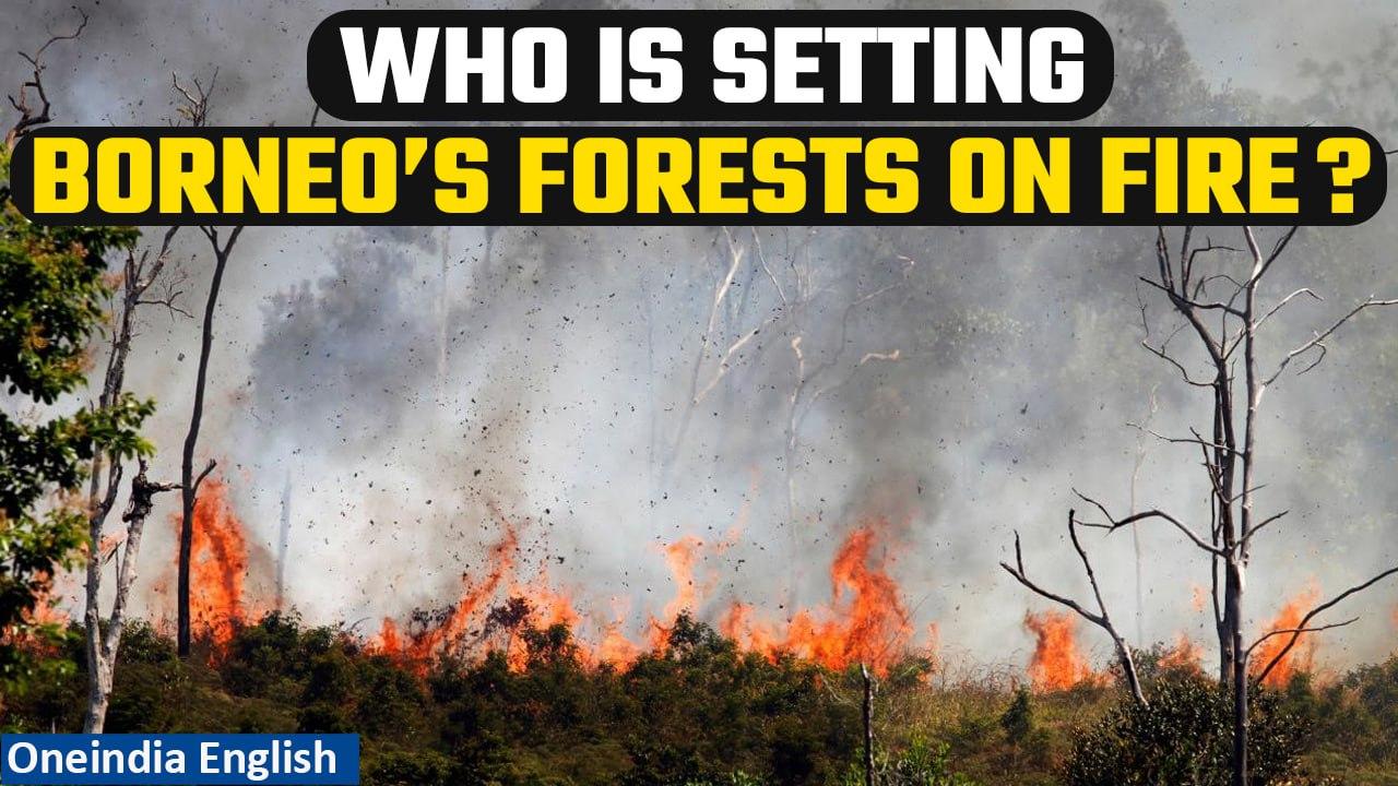 Borneo Forest Fire: Major fires in Central Kalimantan, on the island of Borneo | Watch Oneindia News