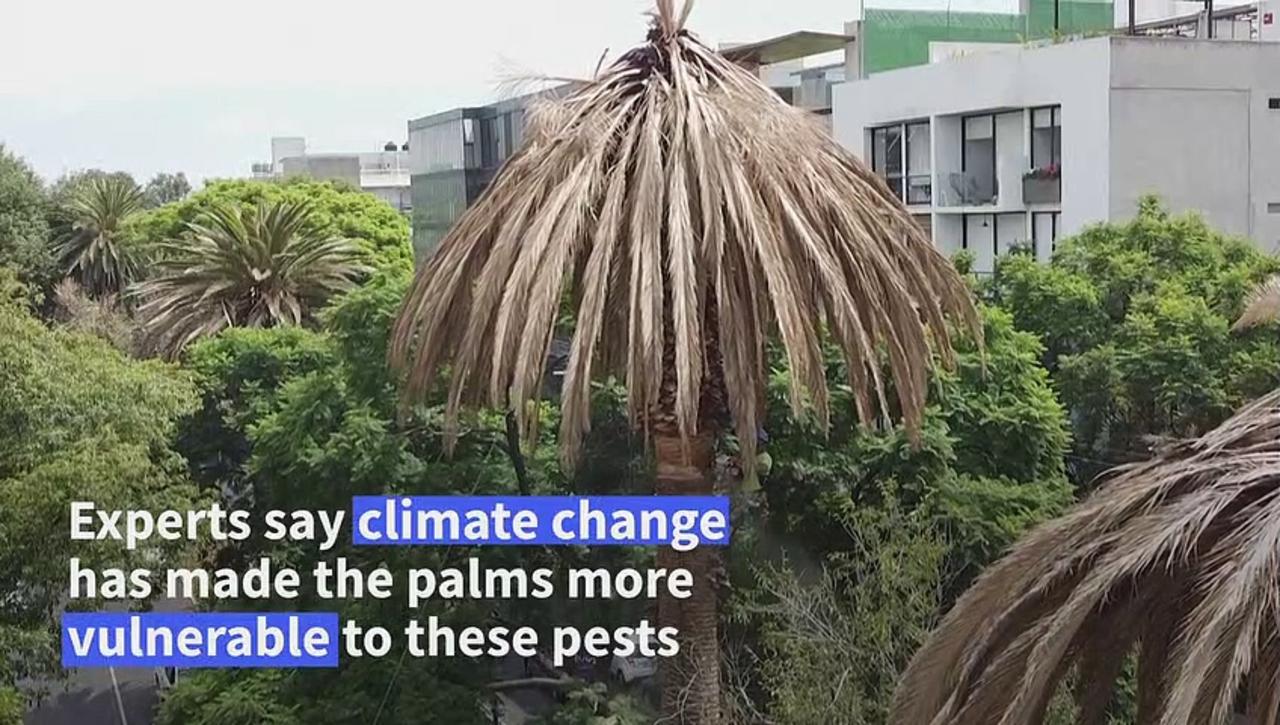 Mexico City removes iconic palms suffering from disease