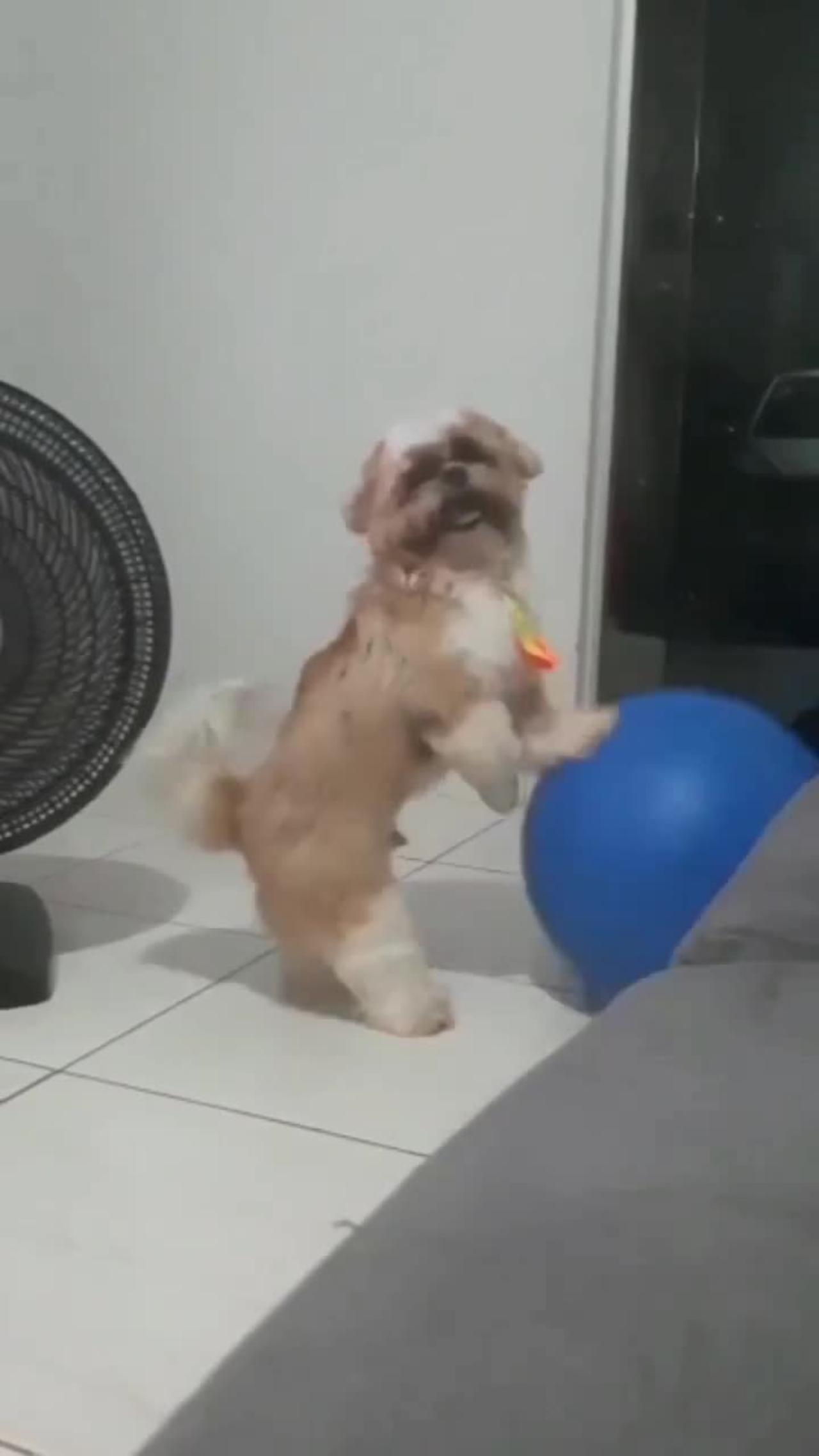 Dog playing