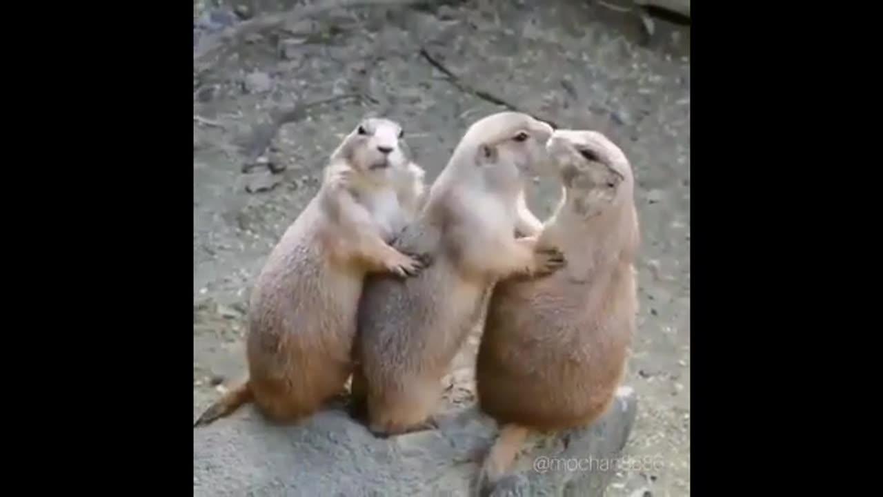 funny animals funny video