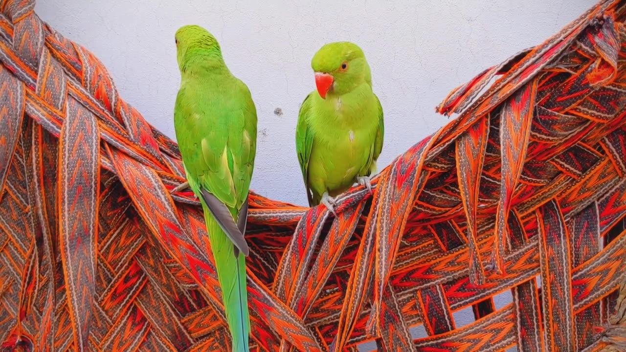 Cute Parrot, Smart Parrot, Bolny wala Tota, ringneck parrot india, Green parrot 🦜