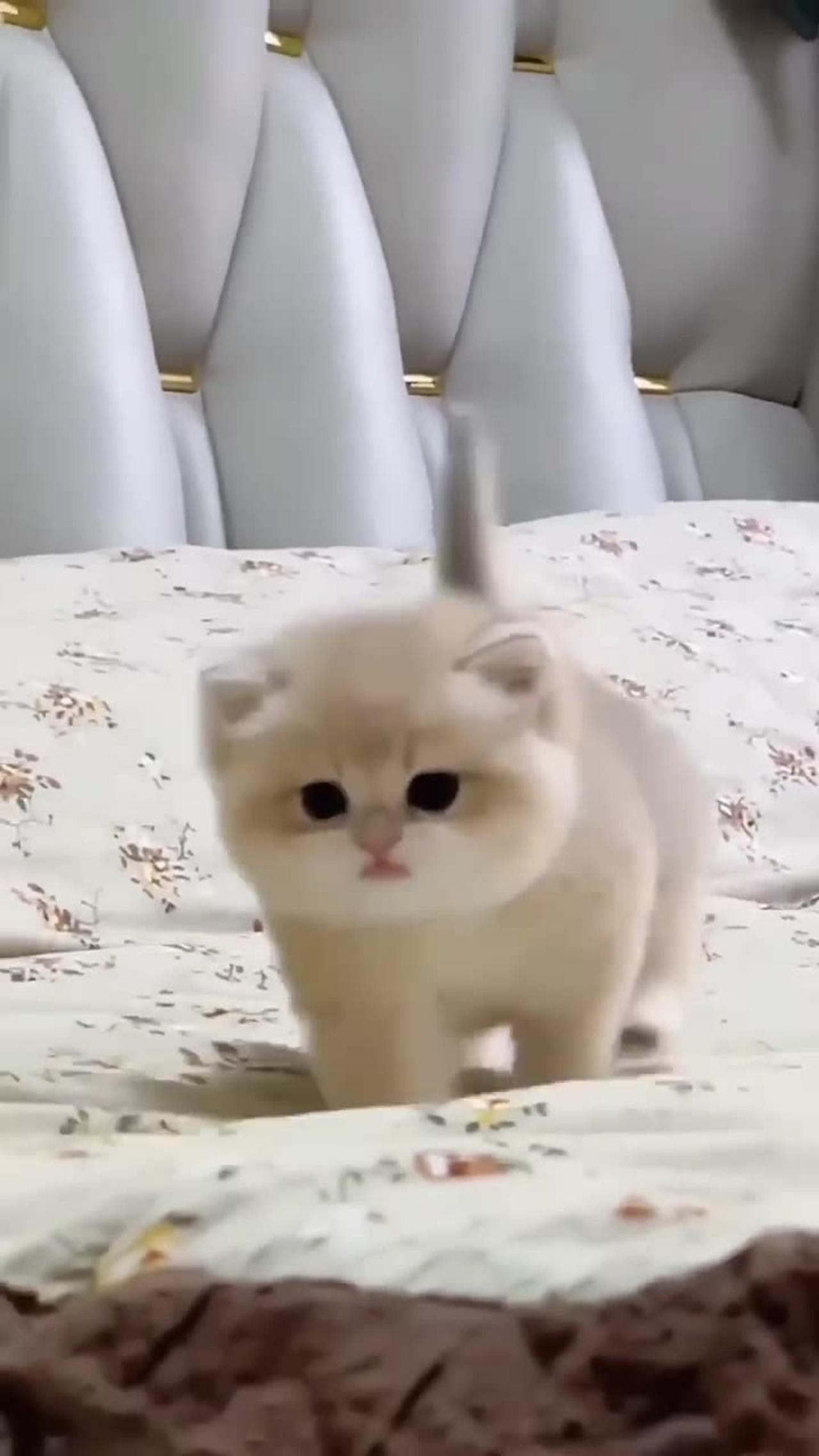 Cute baby kittens.