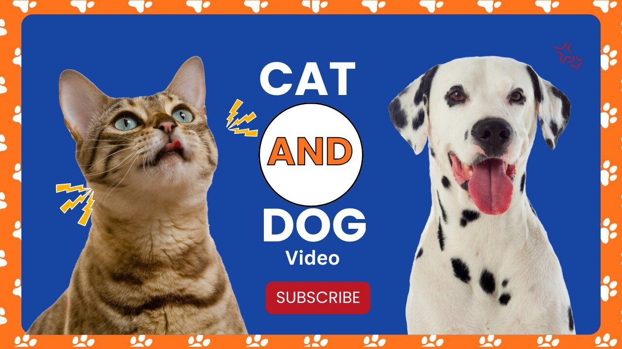 😂2. Funny Cats and Dogs videos 2 😂