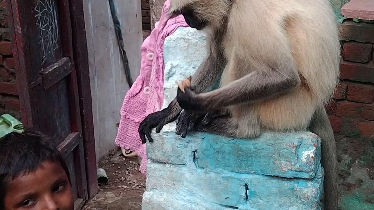 Funnymonnkey cutemonkey monkey