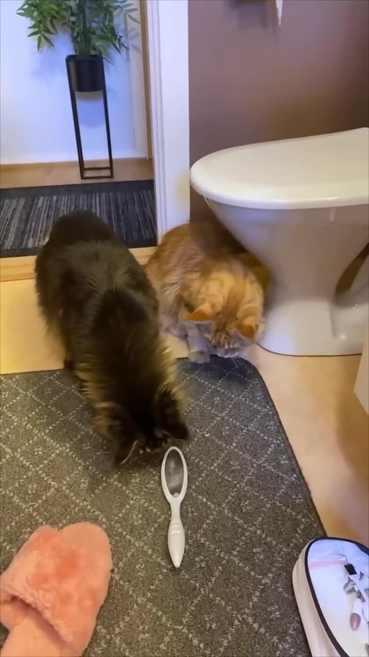 Fight between cat and dog viral