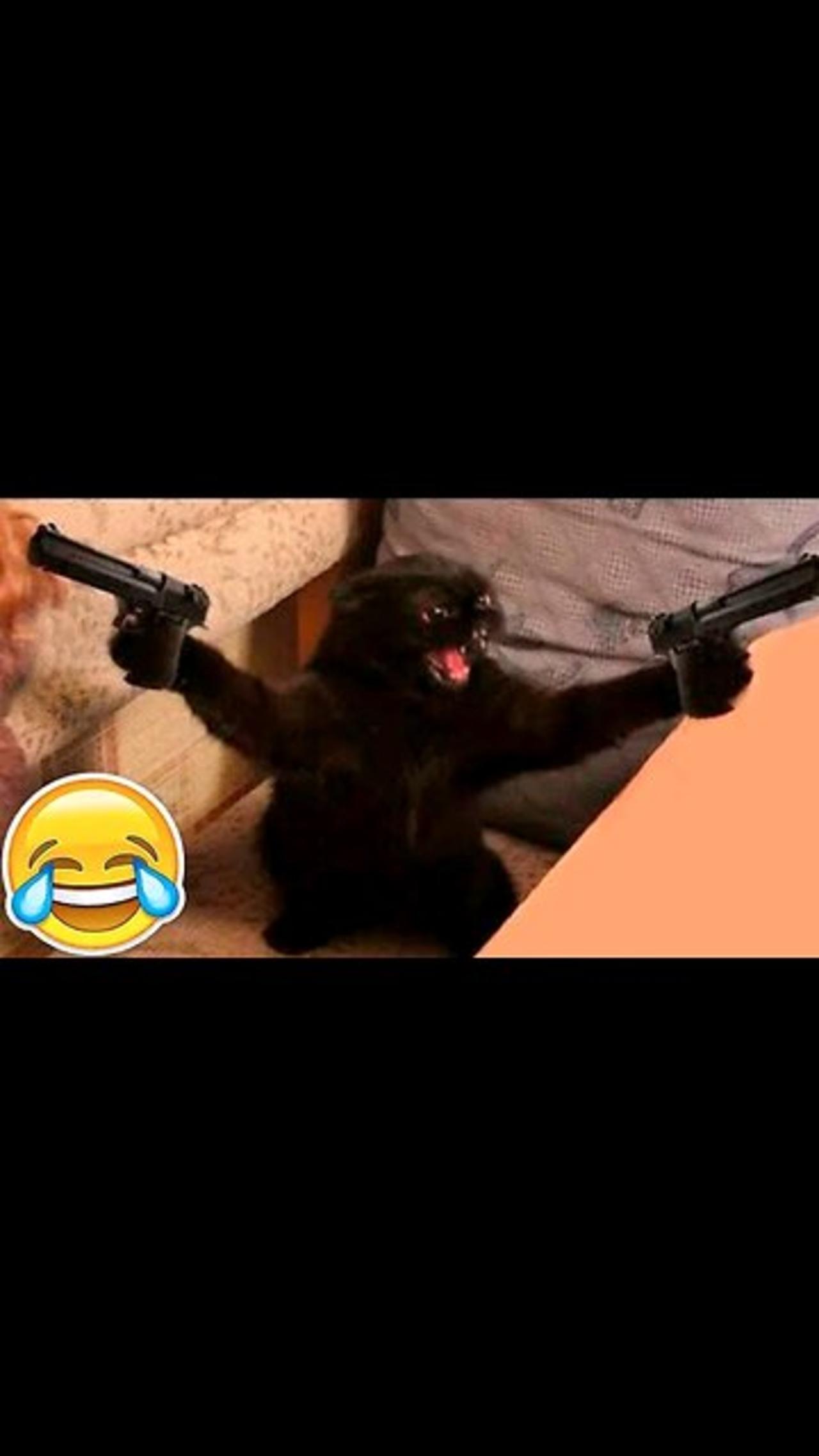Funny Animal Videos Of The Day ! 😂😂 #dogsmemes #memedaily #dankmemes  Please follow me