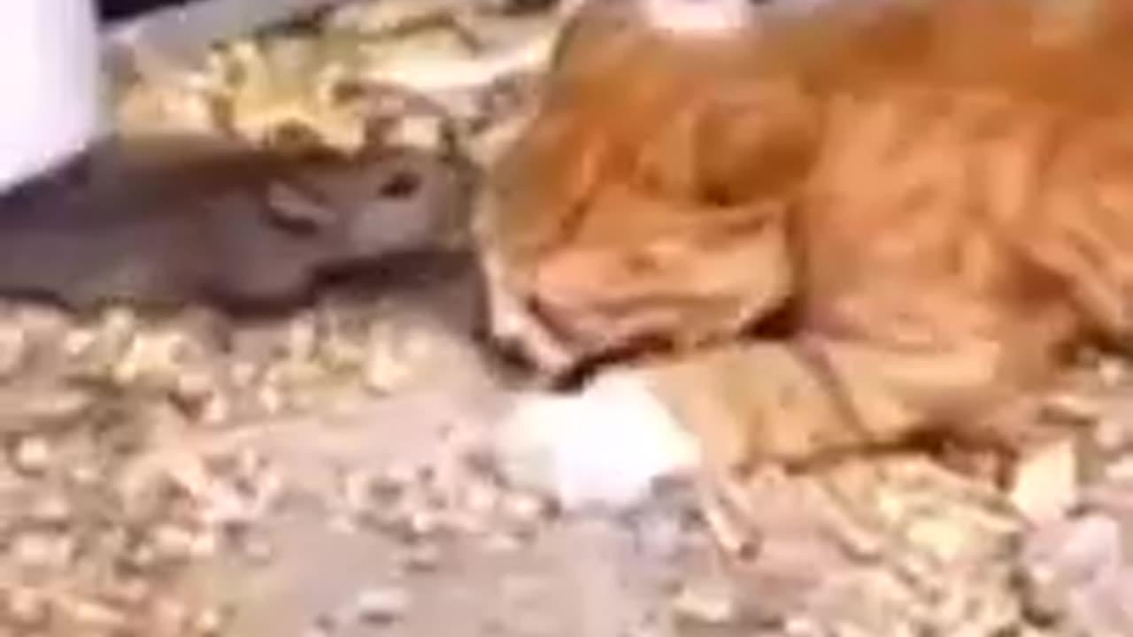 Hilarious Cats and Dogs Compilation