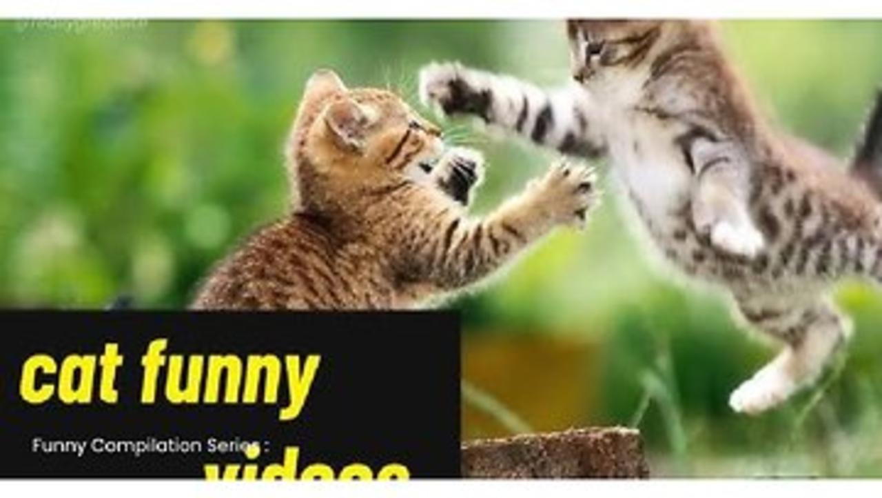 Cat funny video 😹😸