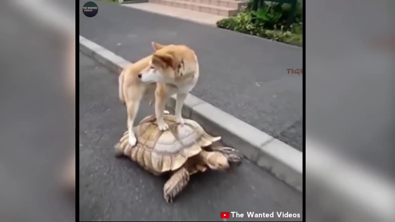 Animal funny video cute