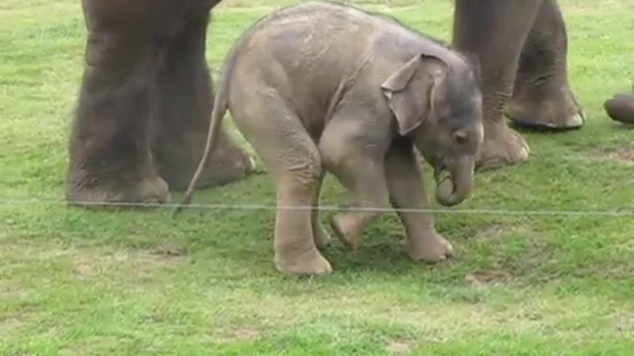 #Cute baby elephant's first steps -and steps on his trunk! Adorable! At the Whipsnade Zoo, UK#