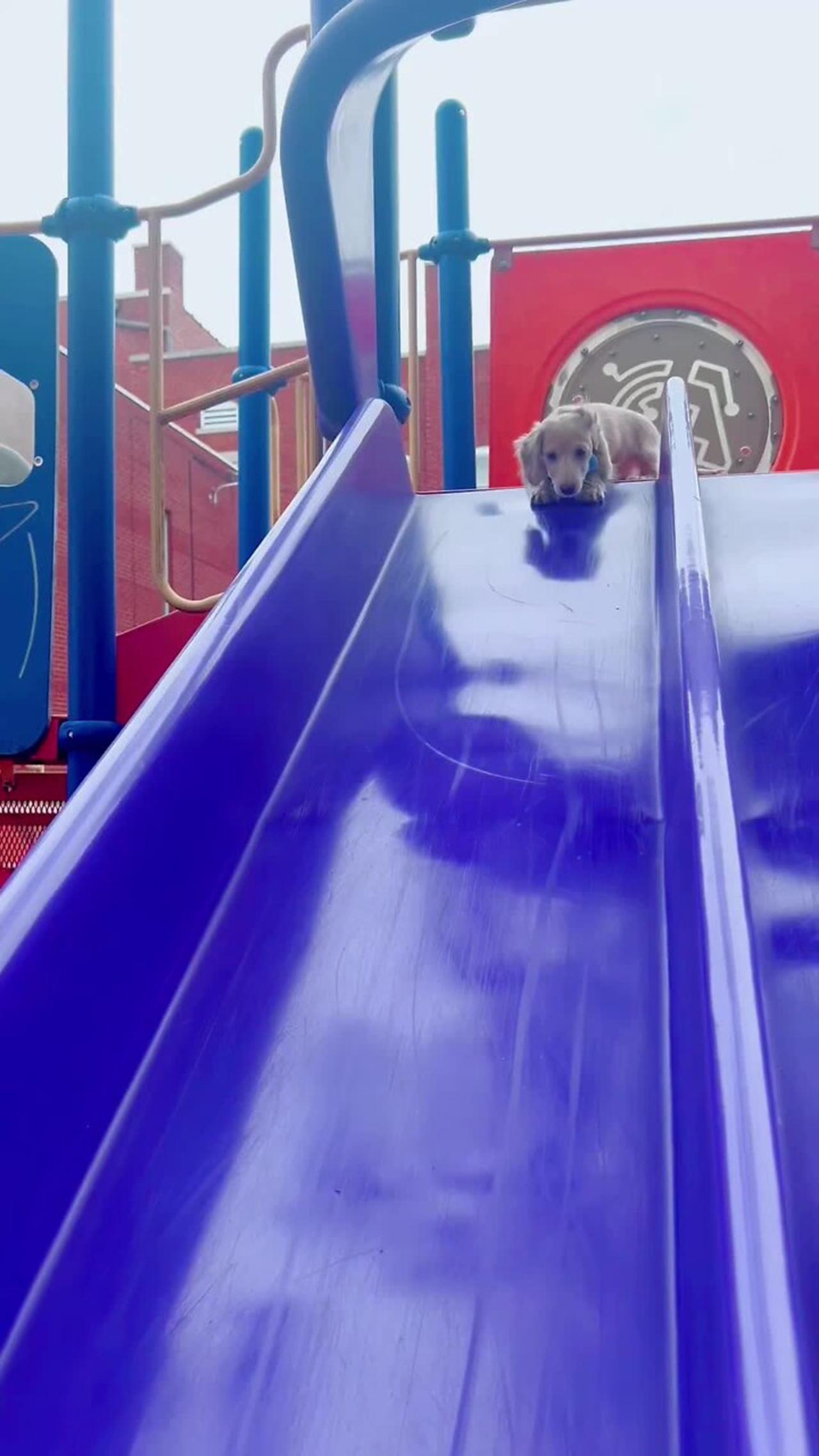 Dachshund puppy does down a slide for the first time!.mov