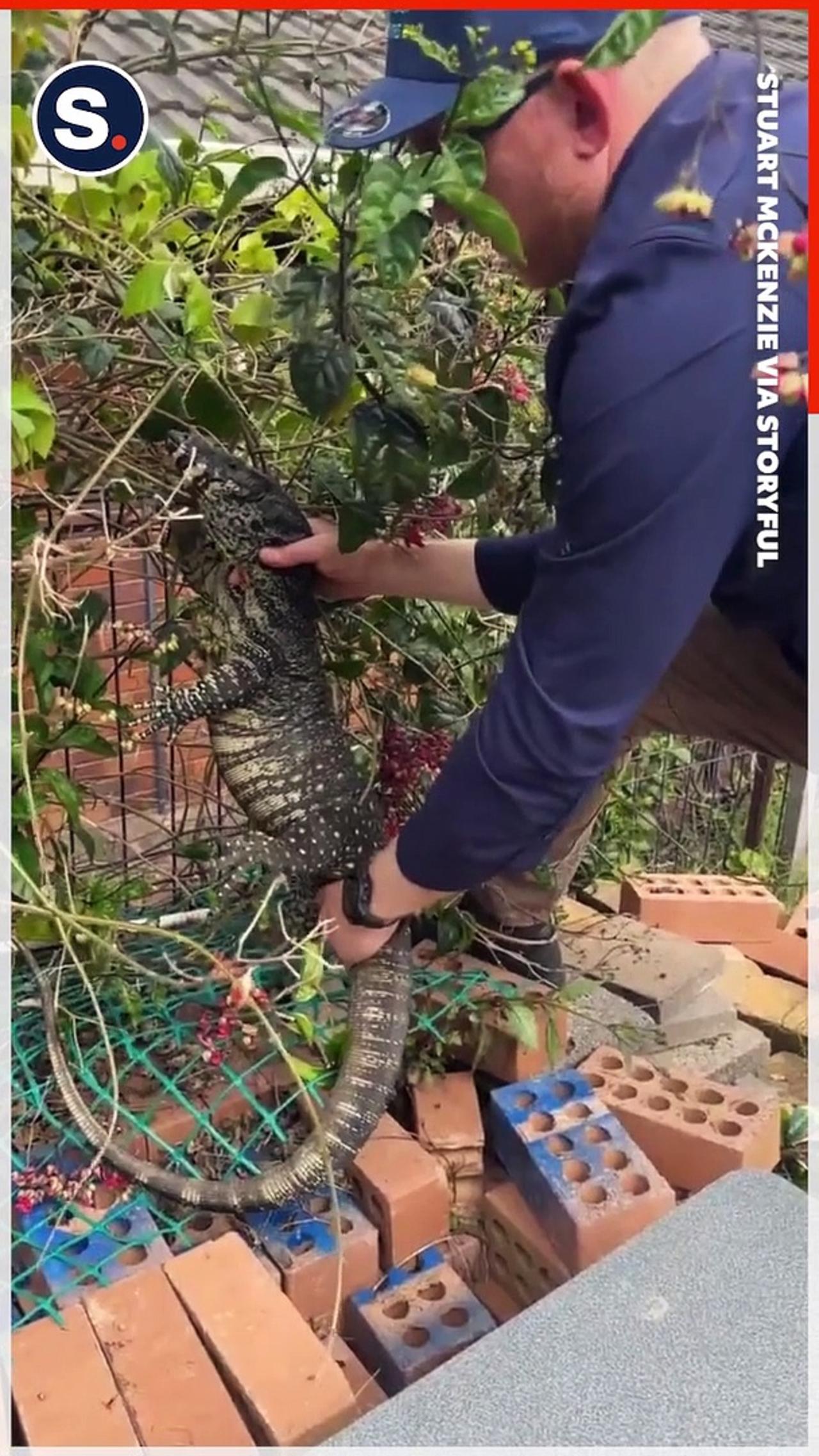 Giant Goanna Astonishes Snake Catchers During Removal From School Playground