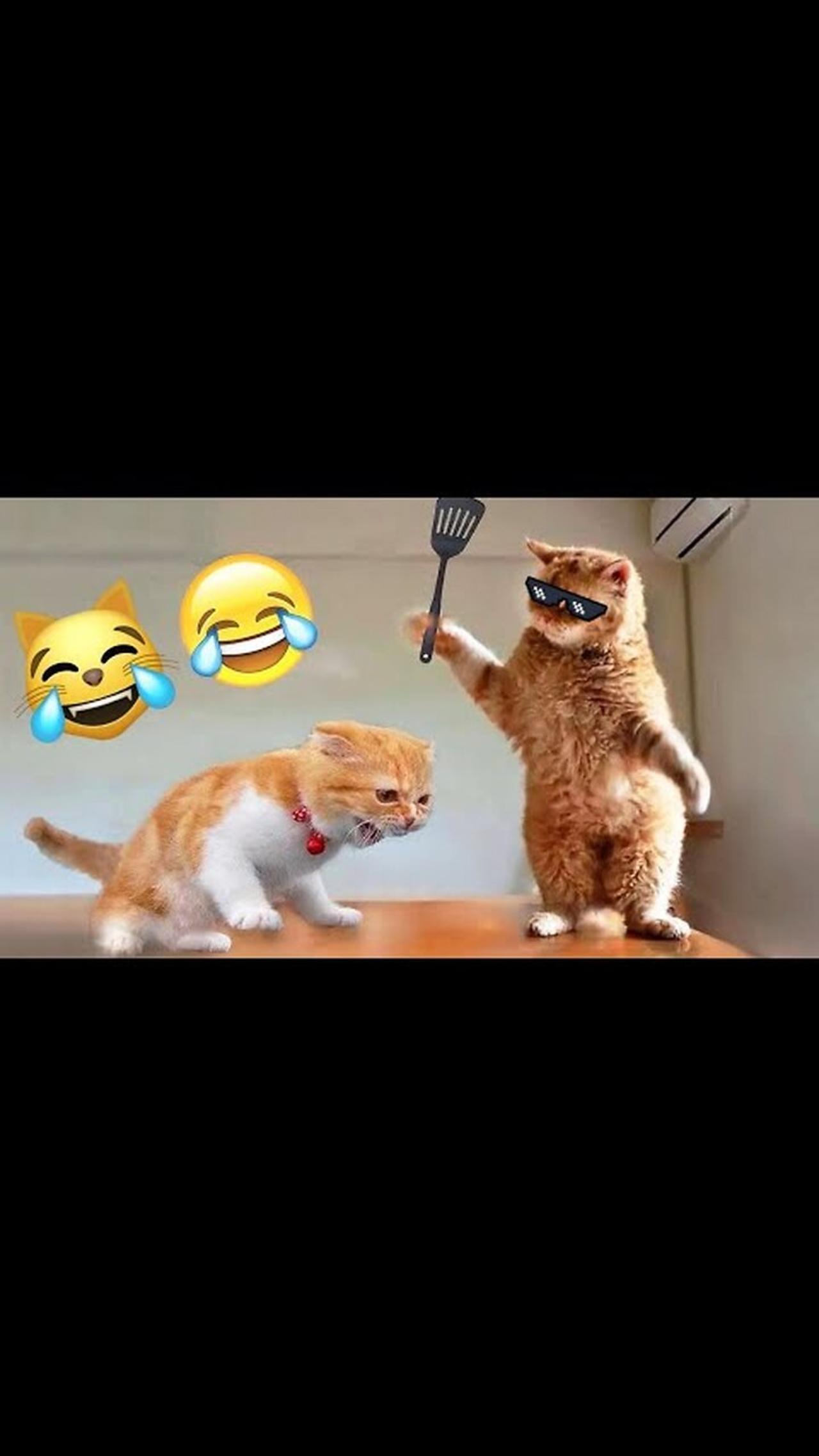 New Funny Animals 😂 Funniest Dog and Cat Videos 2023 🐶😂😹