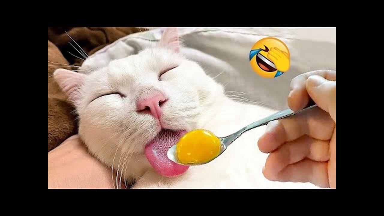 Hilarious Moments of Feline and Canine Comedy | New Funny Animals 😂 Funniest Cats and Dogs Videos 😺🐶