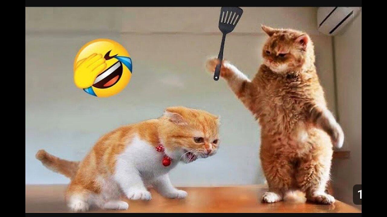 Funniest😂 cats and dogs😹 videos of 2023 / funny video of animals 😂😂