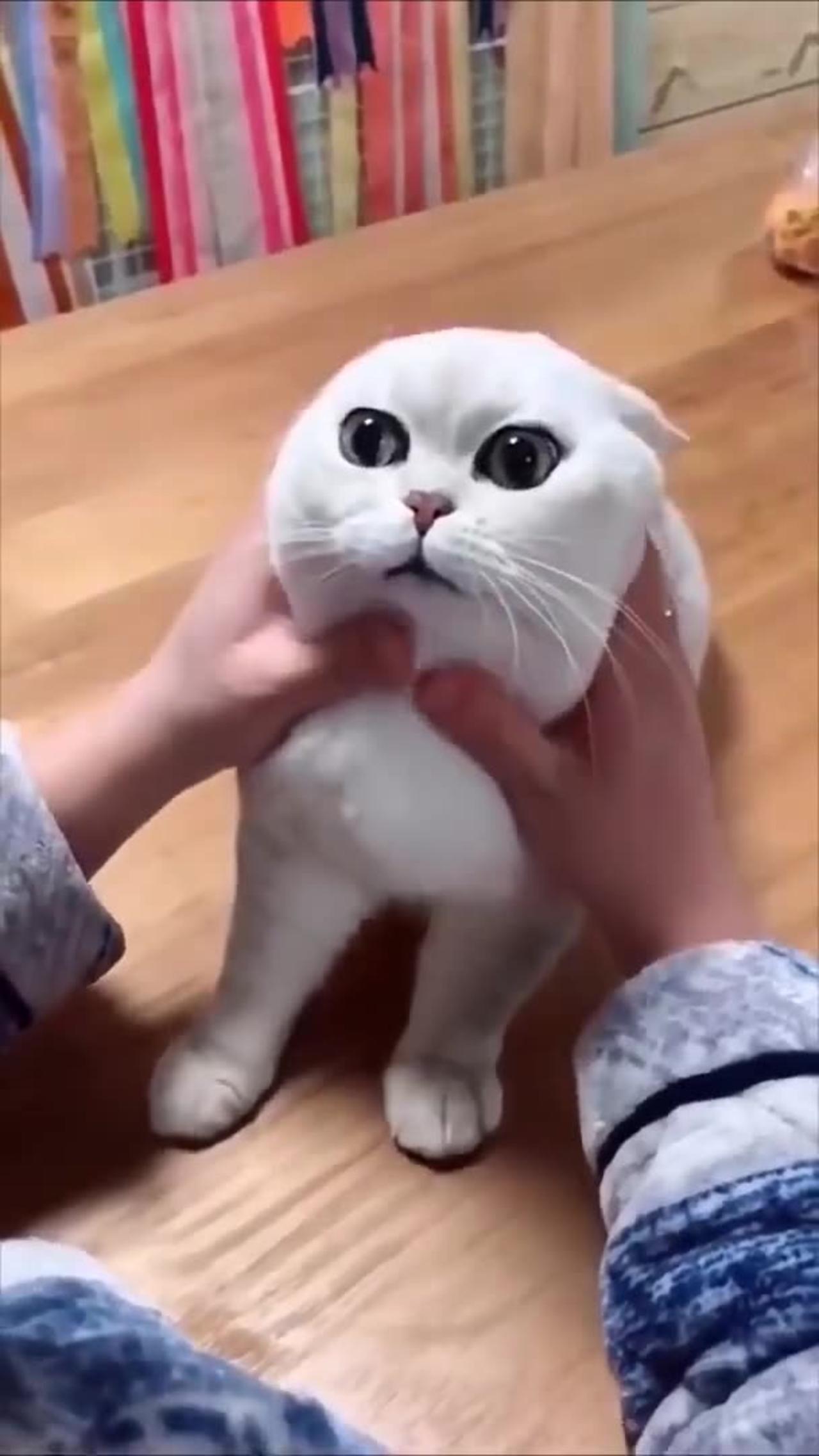 Cute funny cat videos