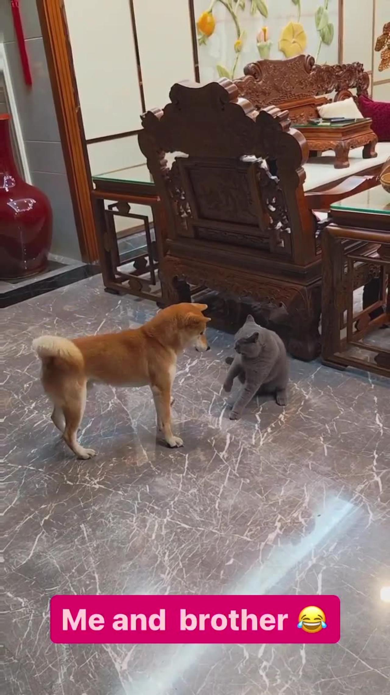 Dog having fun with Cat brother