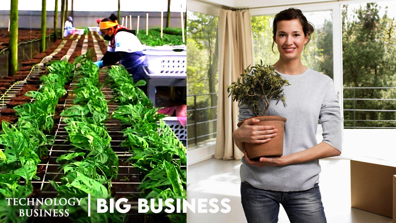 Why Do We Kill So Many House Plants But Still Spend Billions On Them Big Business