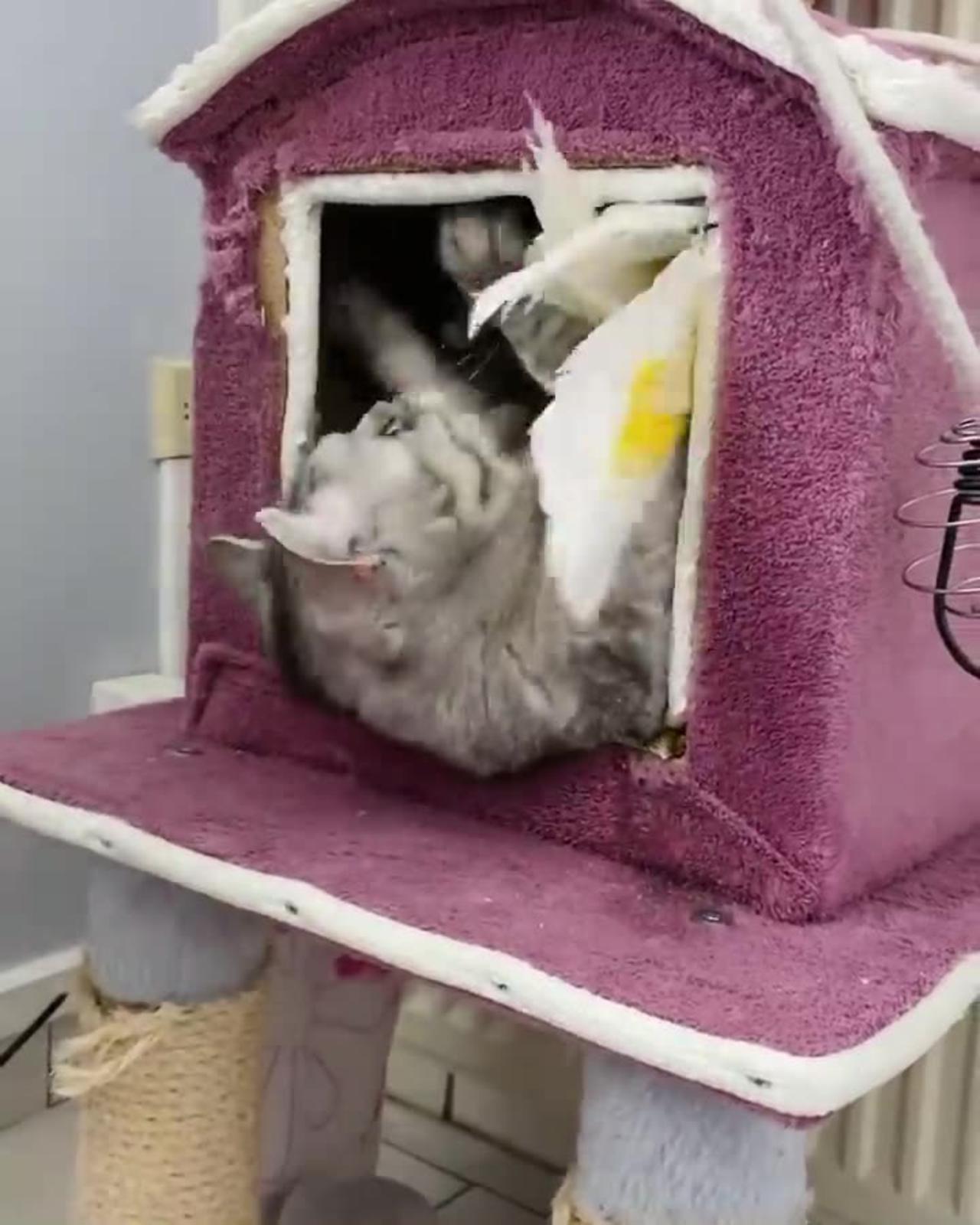 Parrot and Cat Enjoying a Playdate