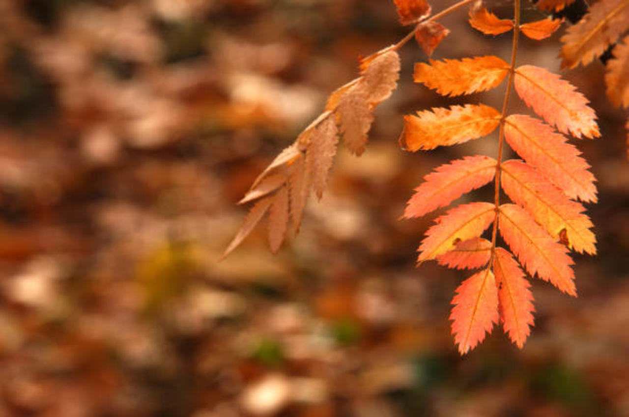 What Is the Autumnal Equinox? (Saturday, September 23rd)