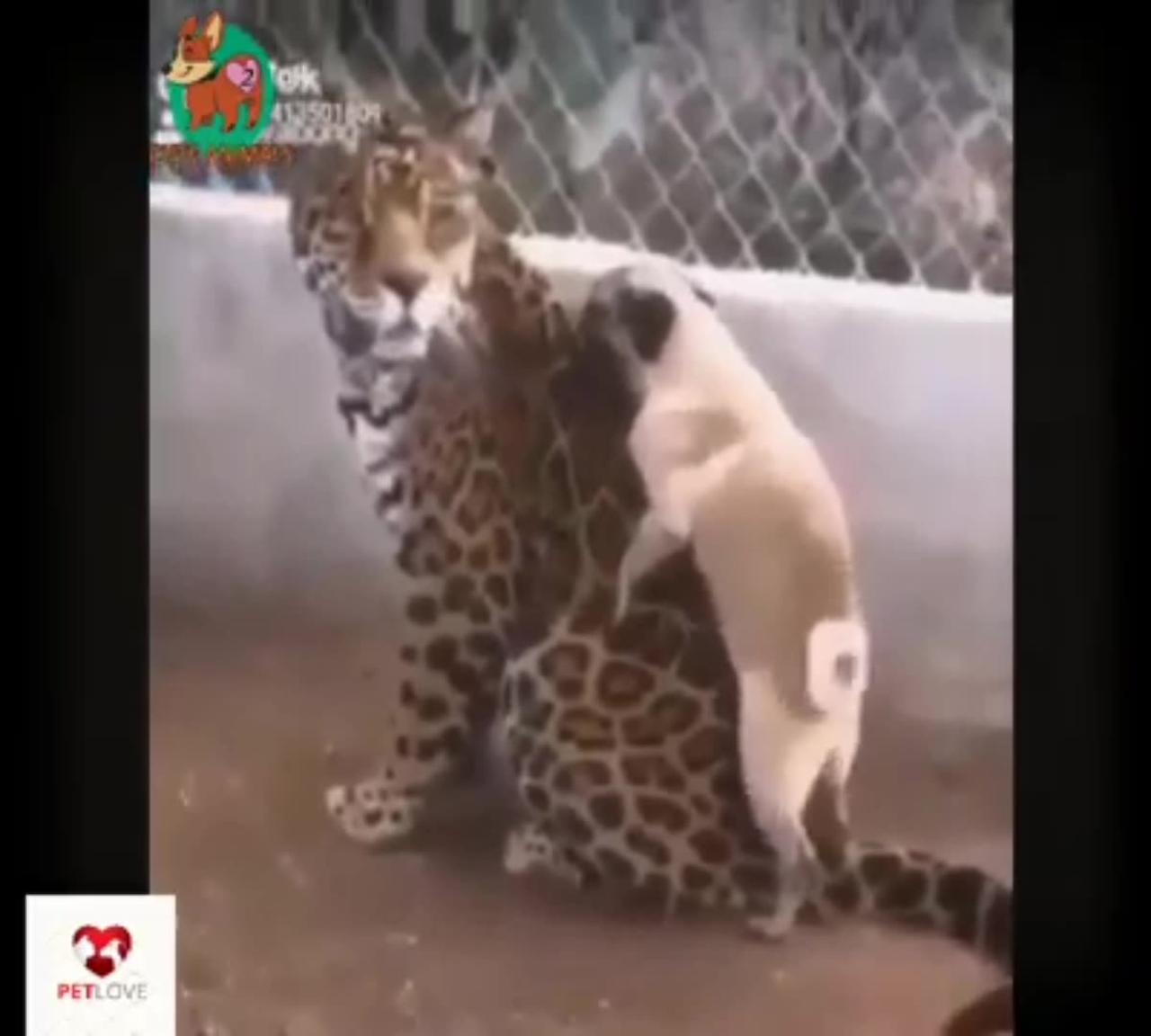 Funny animal's video 🤣🤣🤣