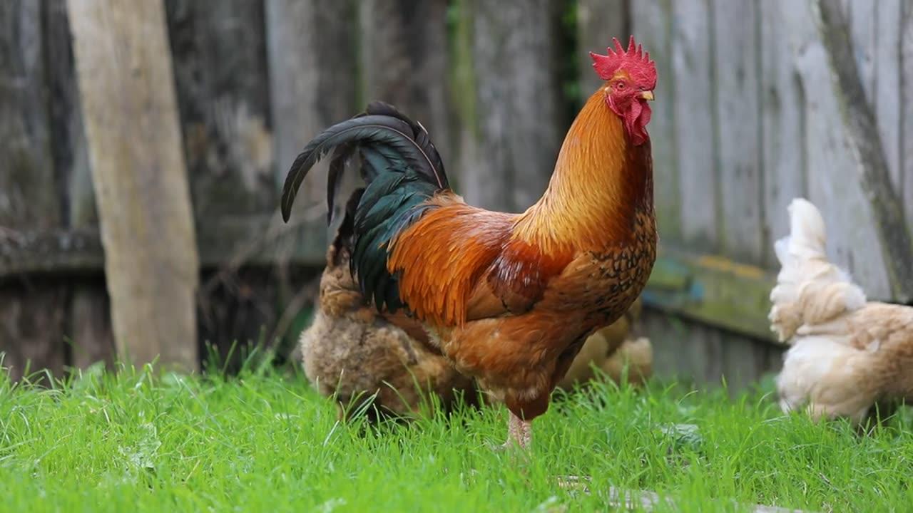 Hens and cock family eating theie feed - One News Page VIDEO