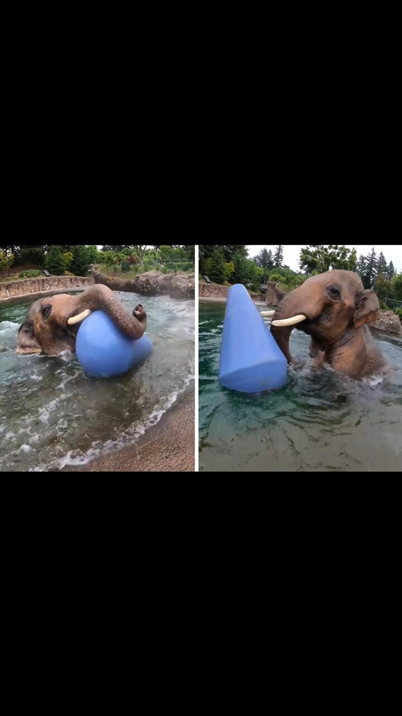 Asian Elephant Samudra Loves His New Toy