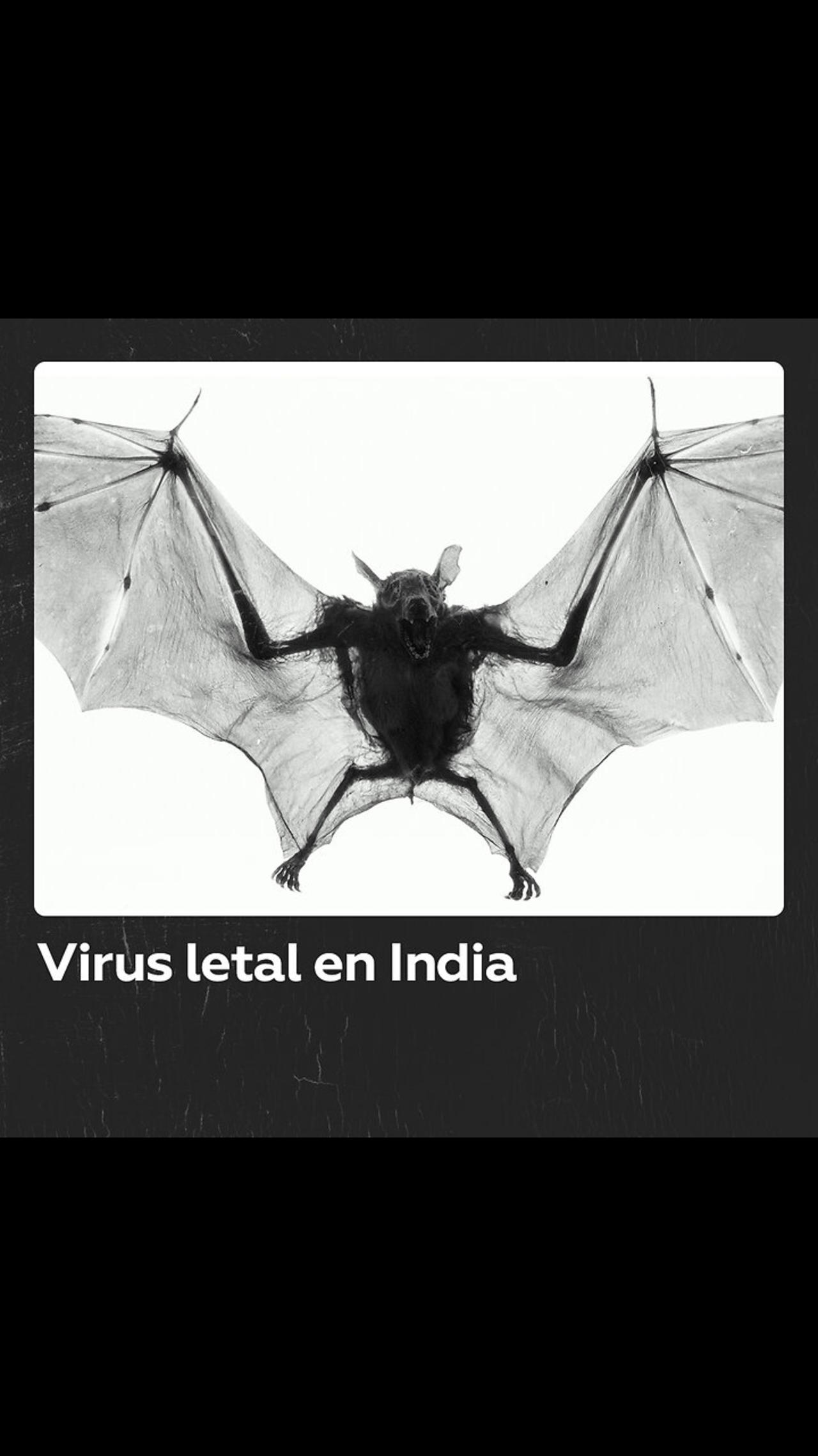 Reaparece el virus Nipah en la India