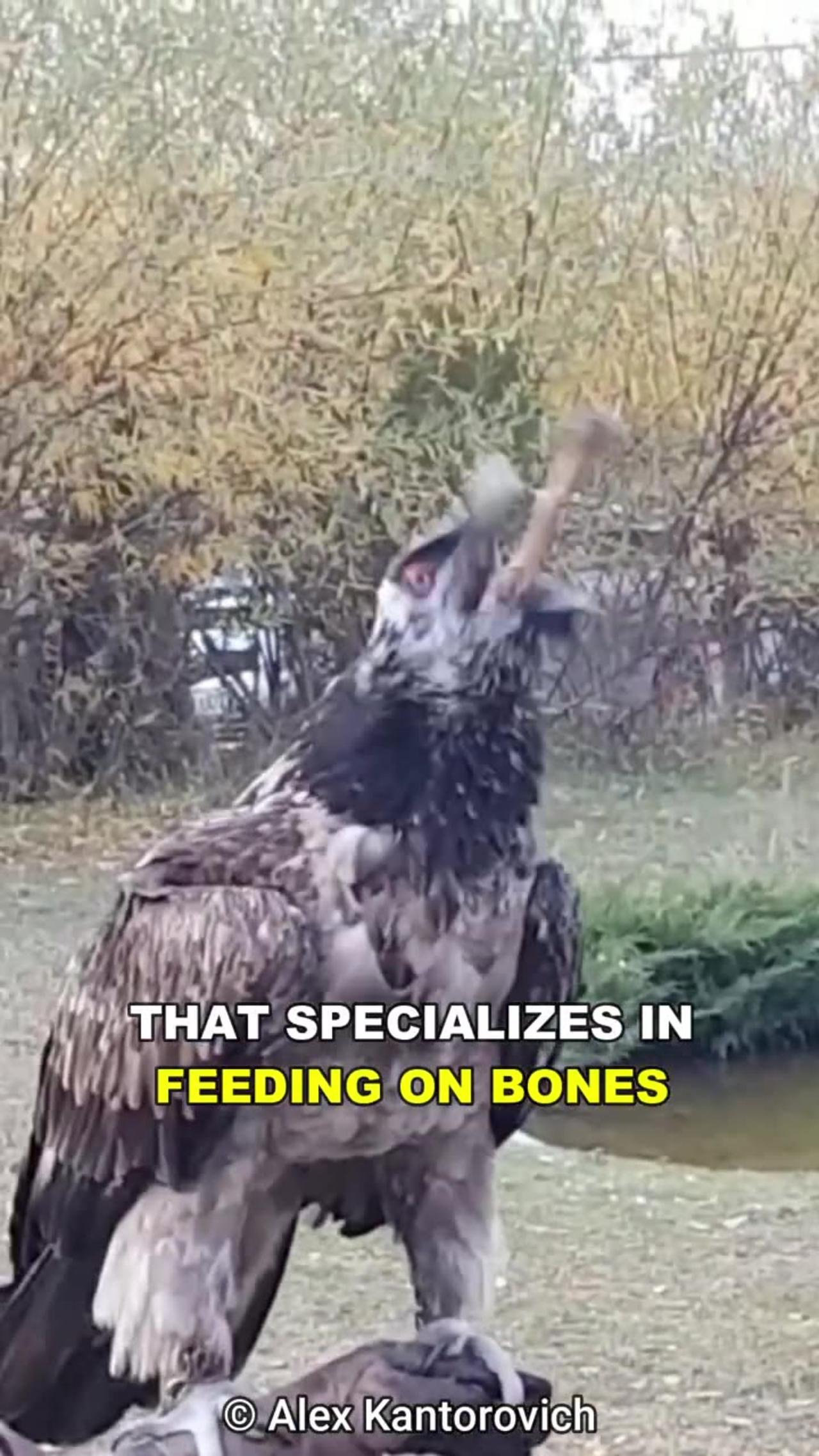 Bearded Vulture _ The Bone-Eating Bird
