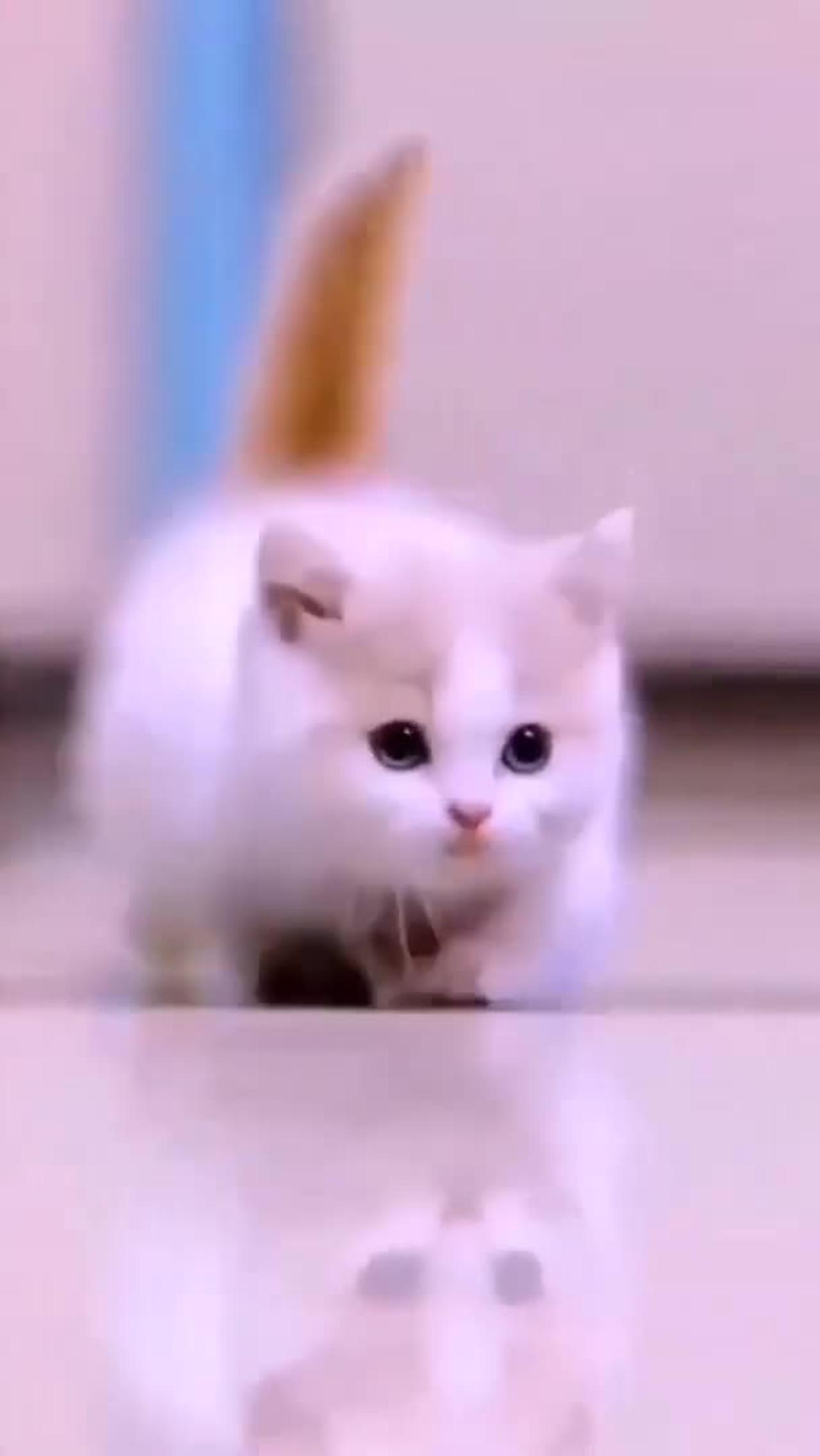 Funny cat video # Cute Cat