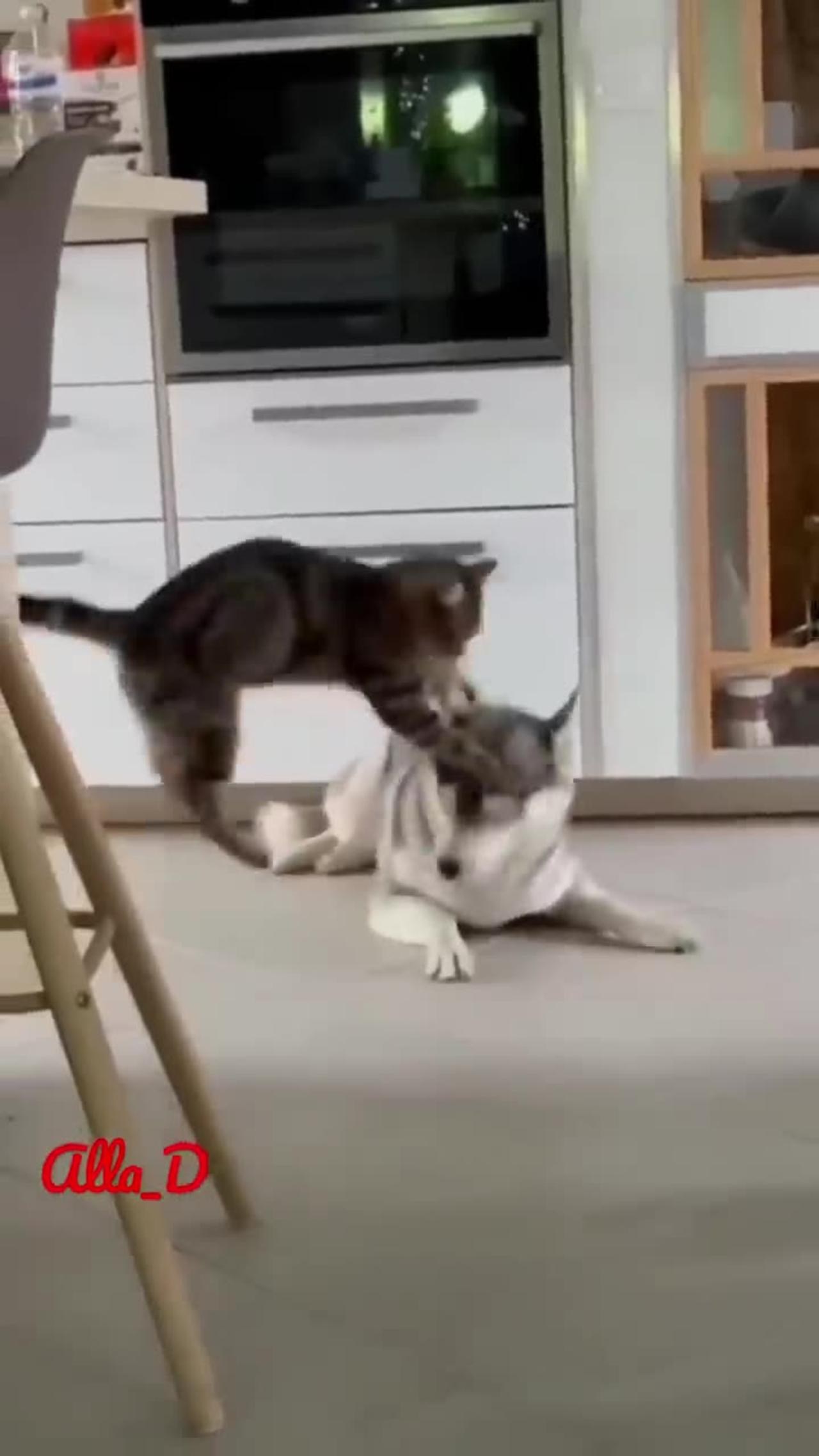 Funny dog and cat video best combination of th world