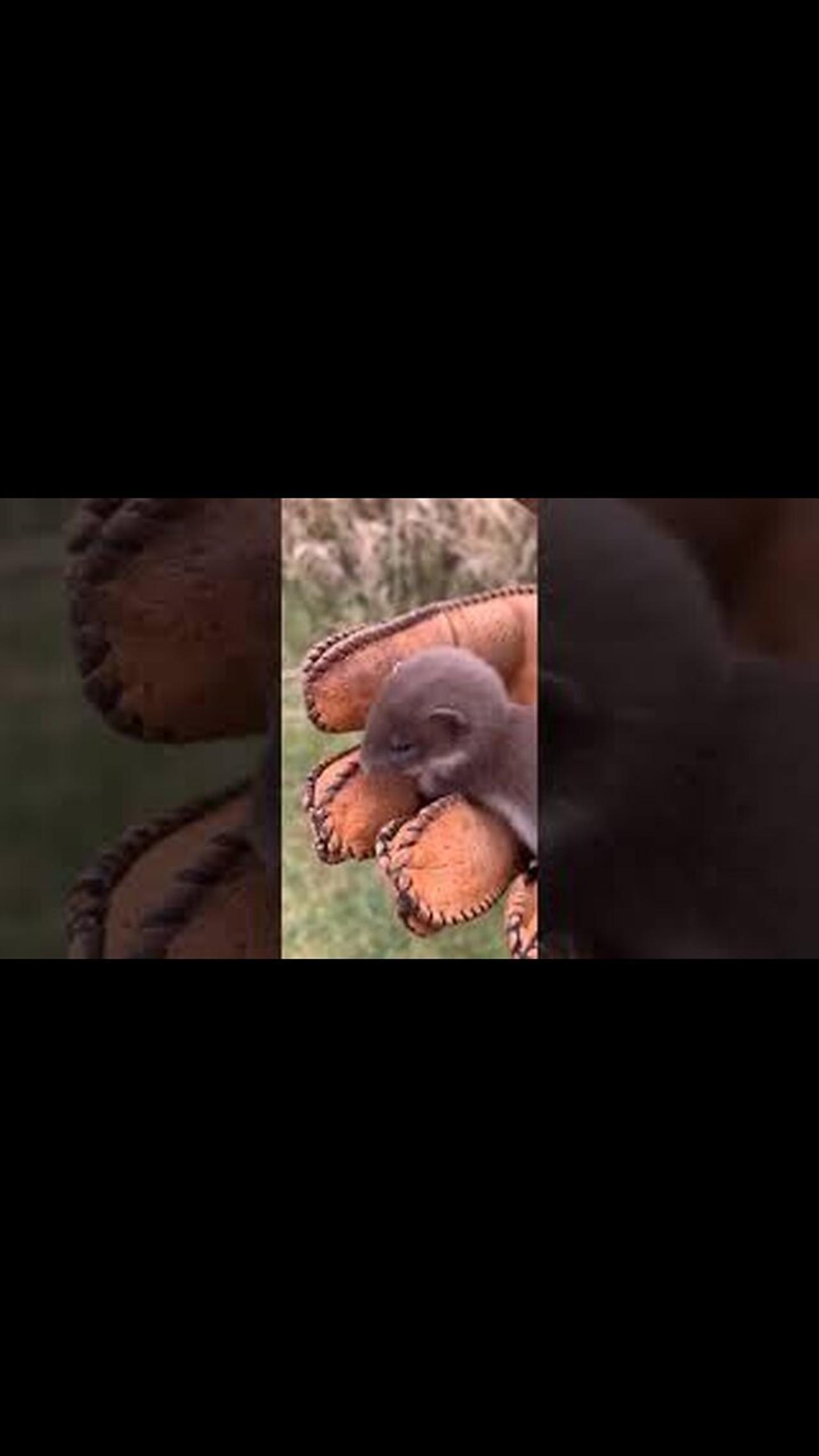 Cute baby animals Videos Compilation cute moment of the animals - Cutest Animals On Earth