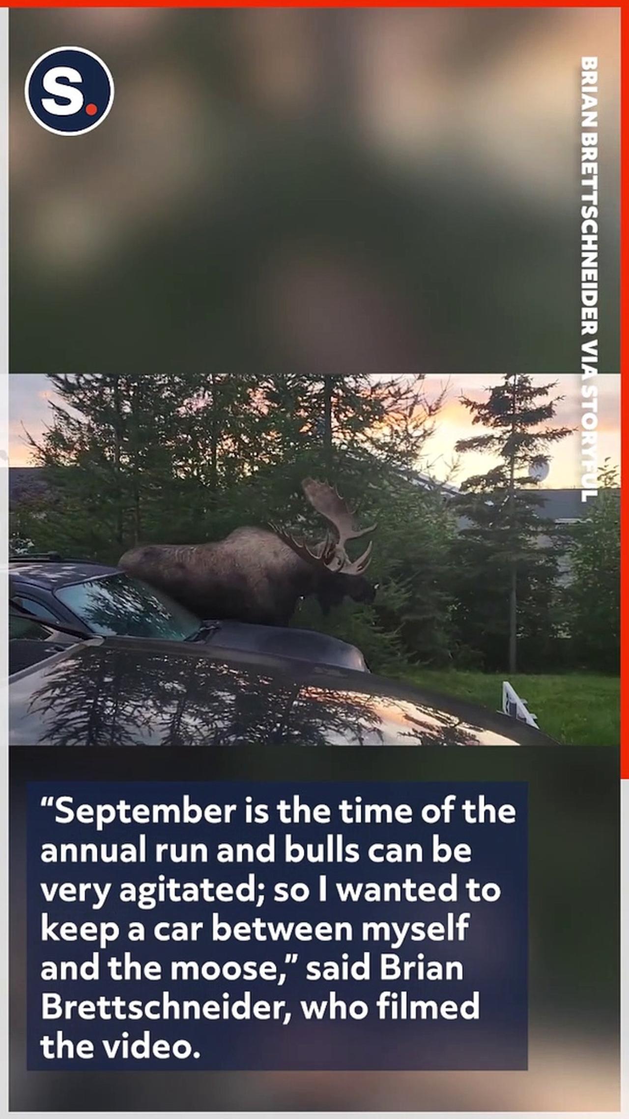 Large Moose Strolls Through Alaska Parking Lot