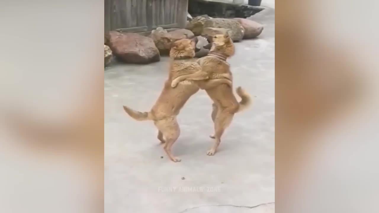 Funniest Animals 2023 😂 Funny Cats and Dogs 🐱🐶 | Funny Animal Videos
