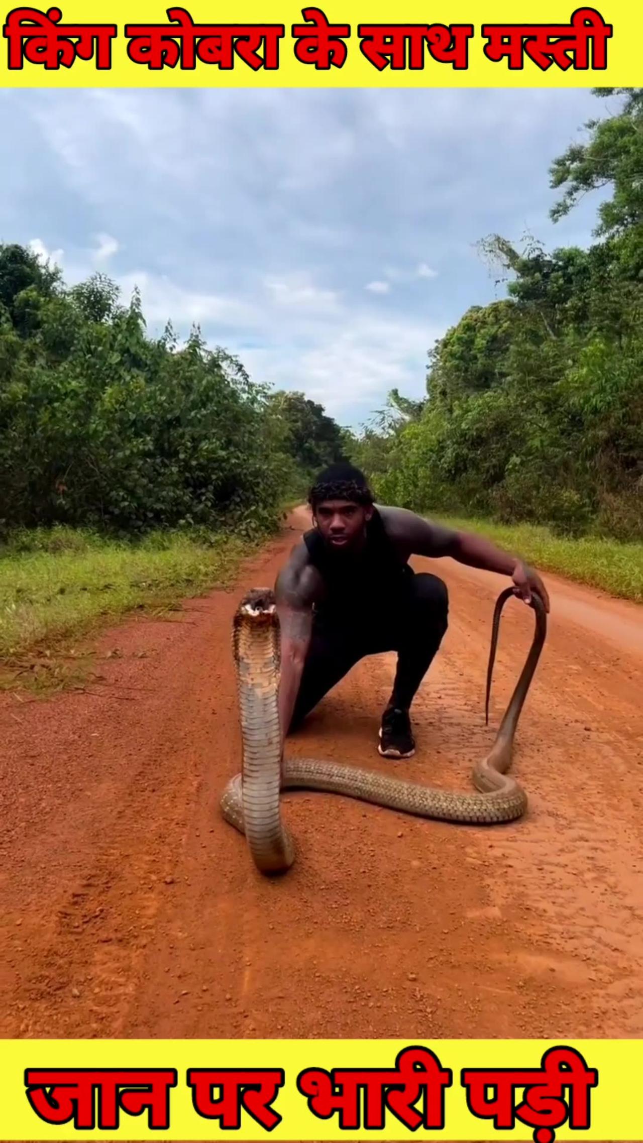Man Play king cobra