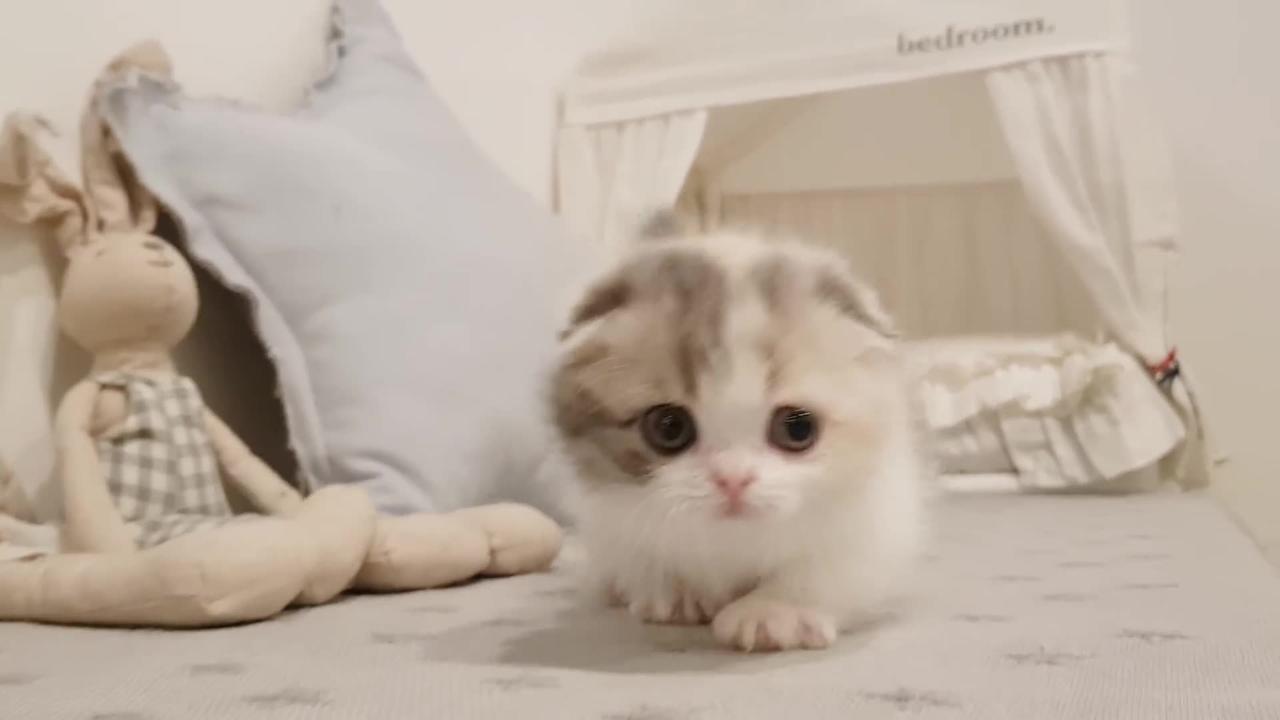 Cute cat, kitten