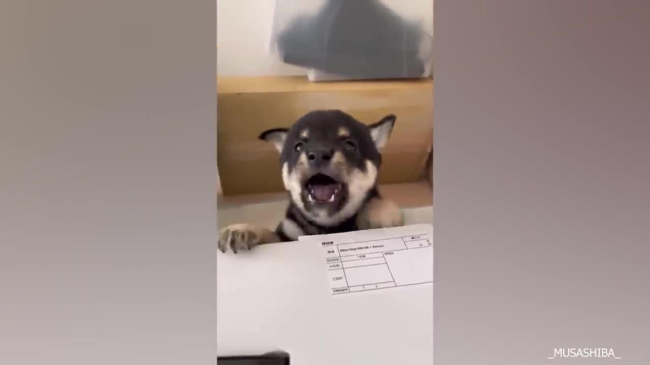 Hot 🔥 spot Impossible to Hold your laugh EXTREMELY Funny DOG 🐕