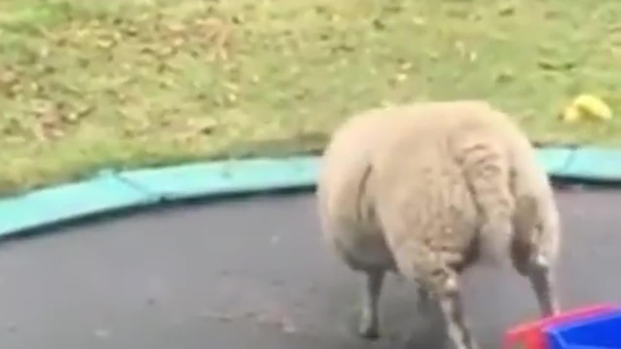 Funny Animal Videos. Sheep jumping on a trampoline.