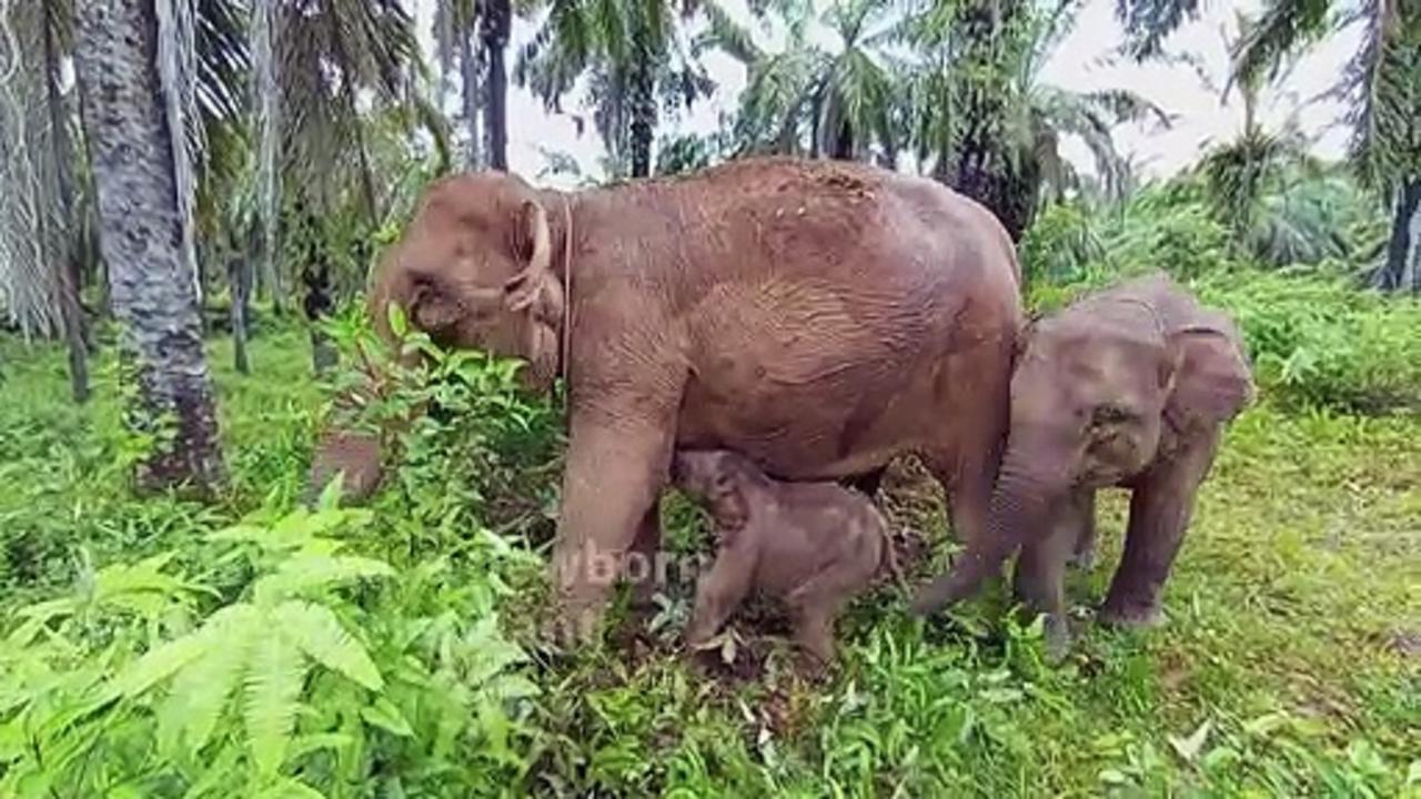 Newborn Sumatran elephant takes first steps amidst Indonesia conservation efforts