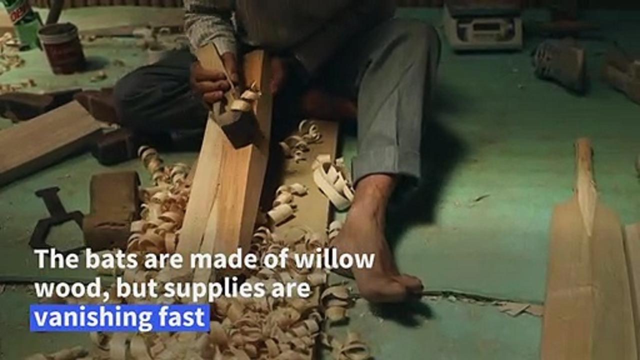Rampant logging threatens Kashmiri cricket bat industry