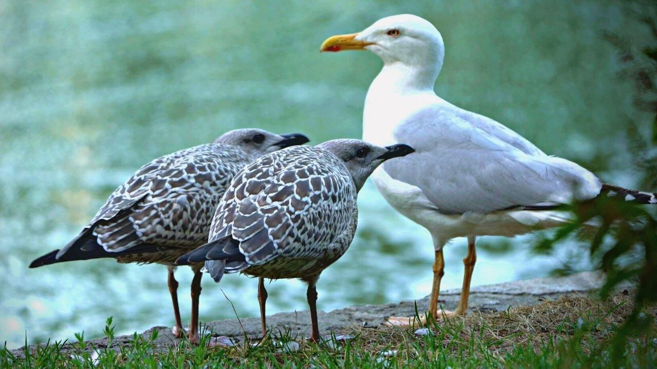 Mother European Herring Gull with Two Hungry Kids