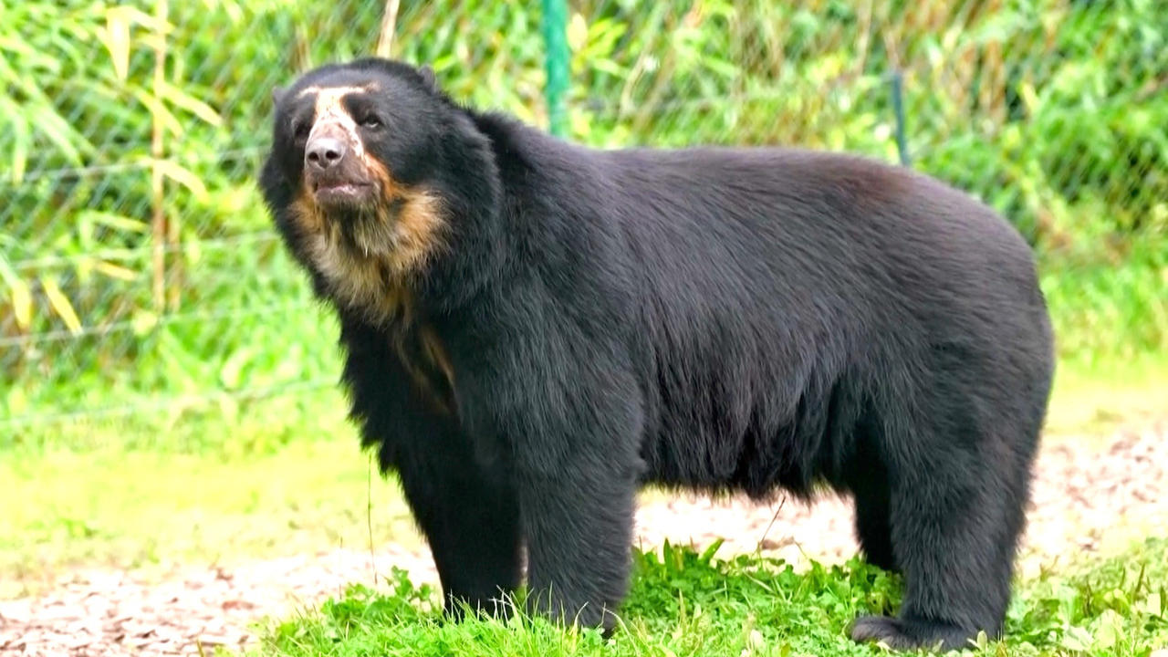 ‘Paddington’ Arrives at UK Zoo as Part of a Breeding Program Meant to Preserve the Rare Andean Bear