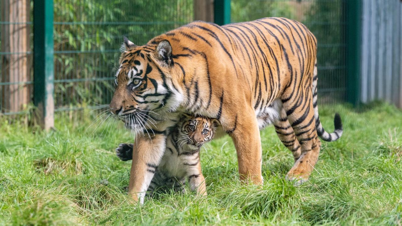 CCTV Footage Captures Veterinary Heroes Helping Tiger Cub Walk