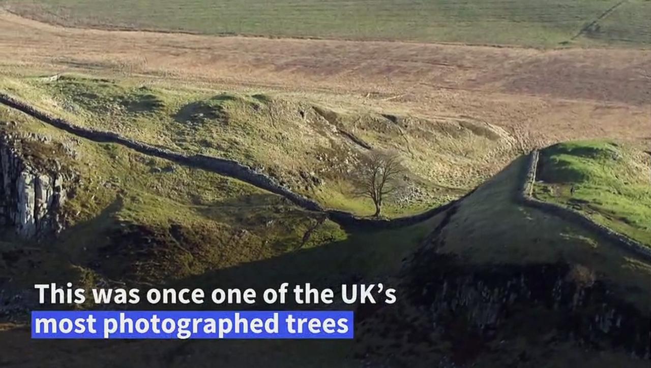 One of Britain's most famous trees 'deliberately felled'