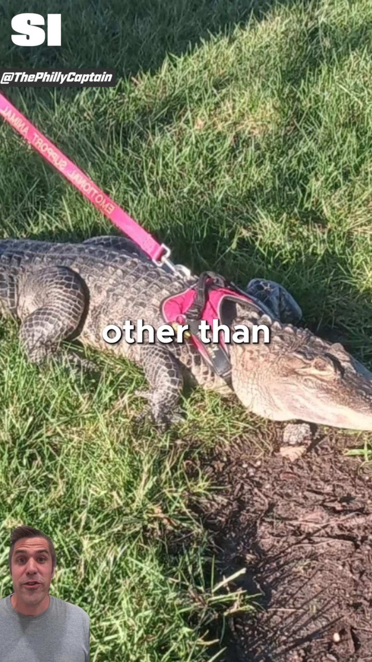 Phillies Deny Alligator Entry to Ballpark - One News Page VIDEO