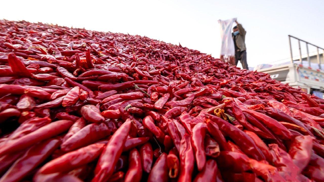 How Tons of Red Chili Pepper Harvesting by  Machine - Paprika Chili Powder Processing