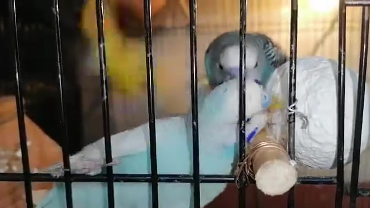 Budgie Parrot Talking Chirping