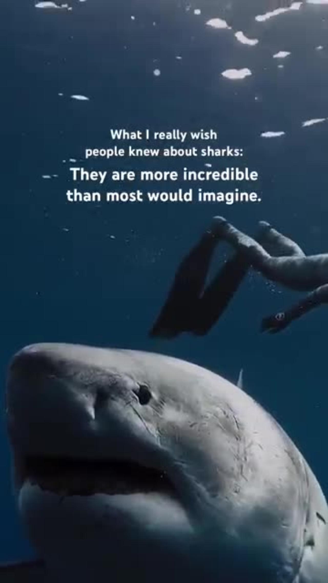 Shark video