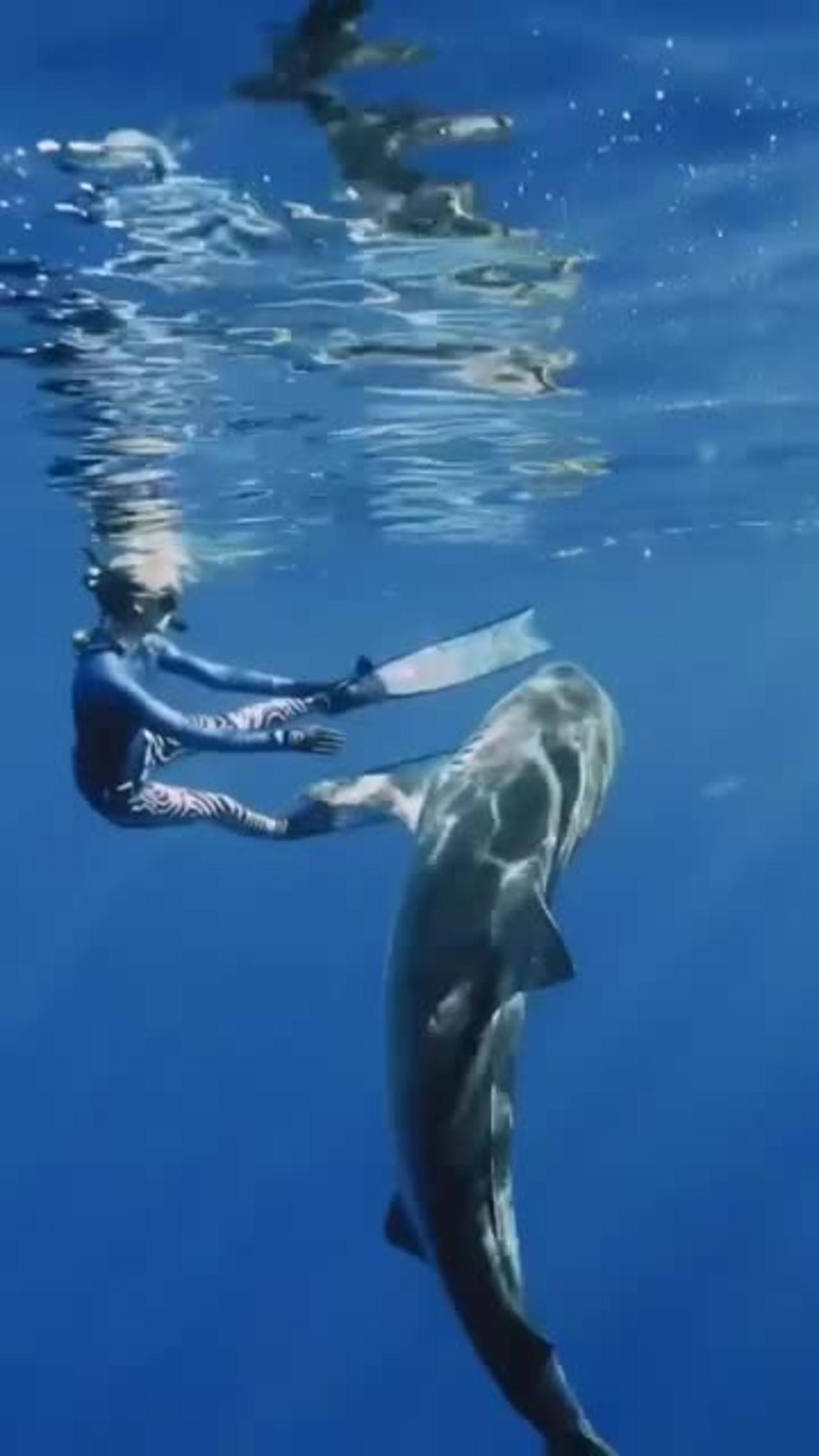 Tiger shark swim 🏊‍♀️